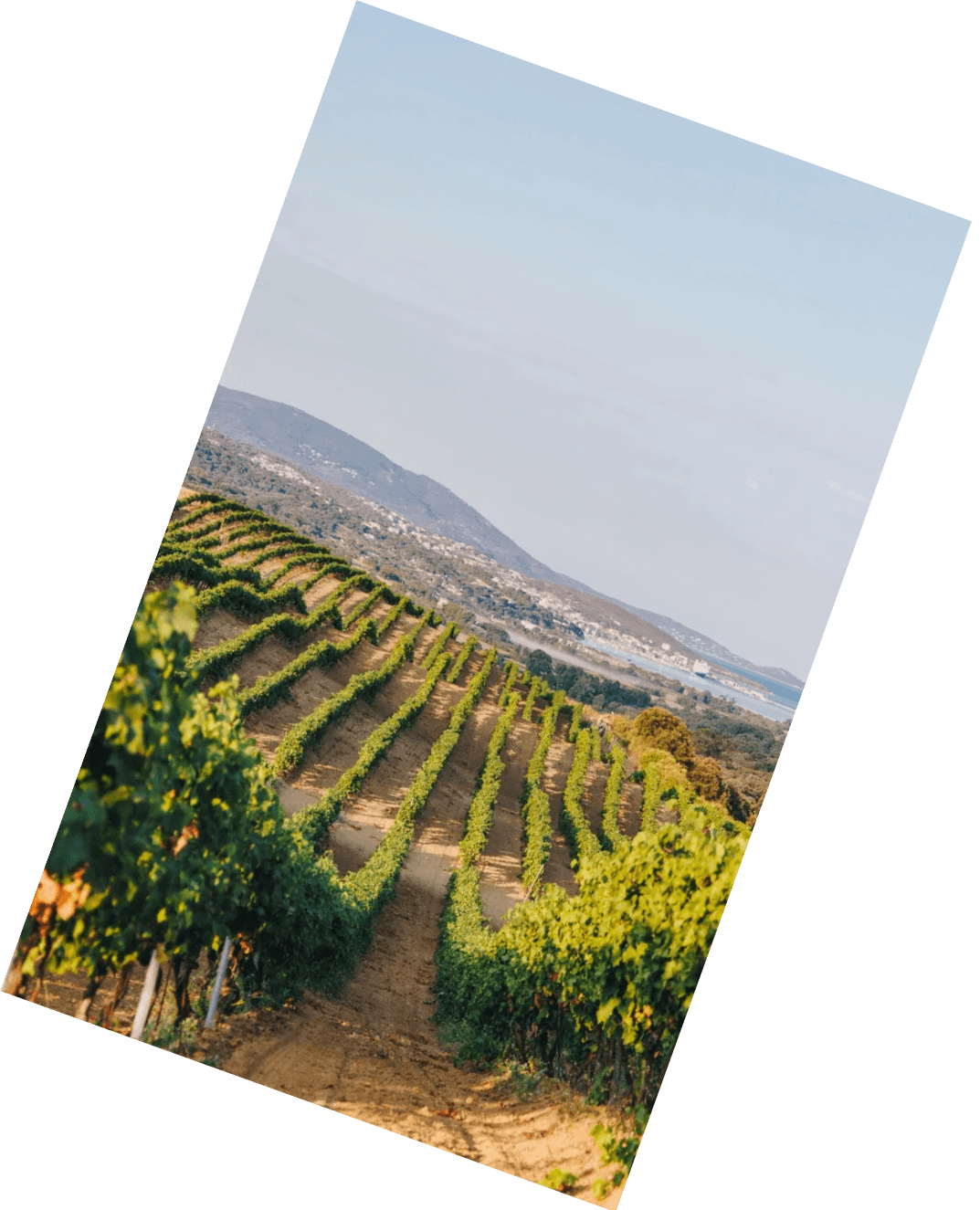 Vinification